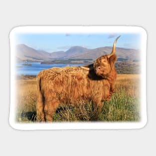 Highland Cow of Cladich at Loch Awe Sticker